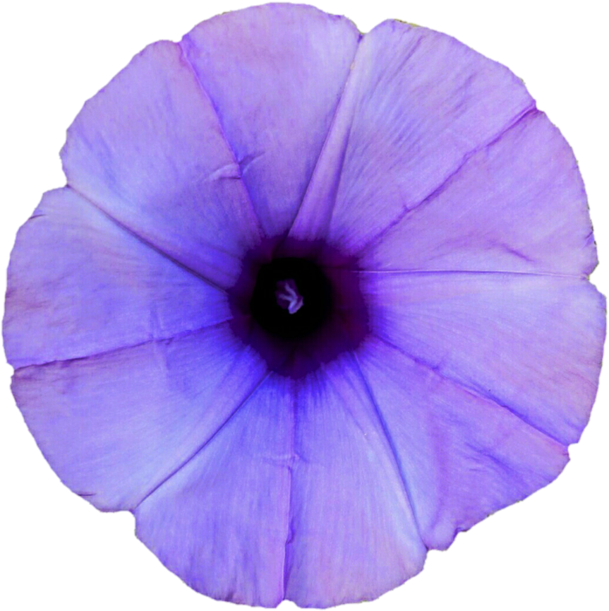 Purple Morning Glory Flower PNG