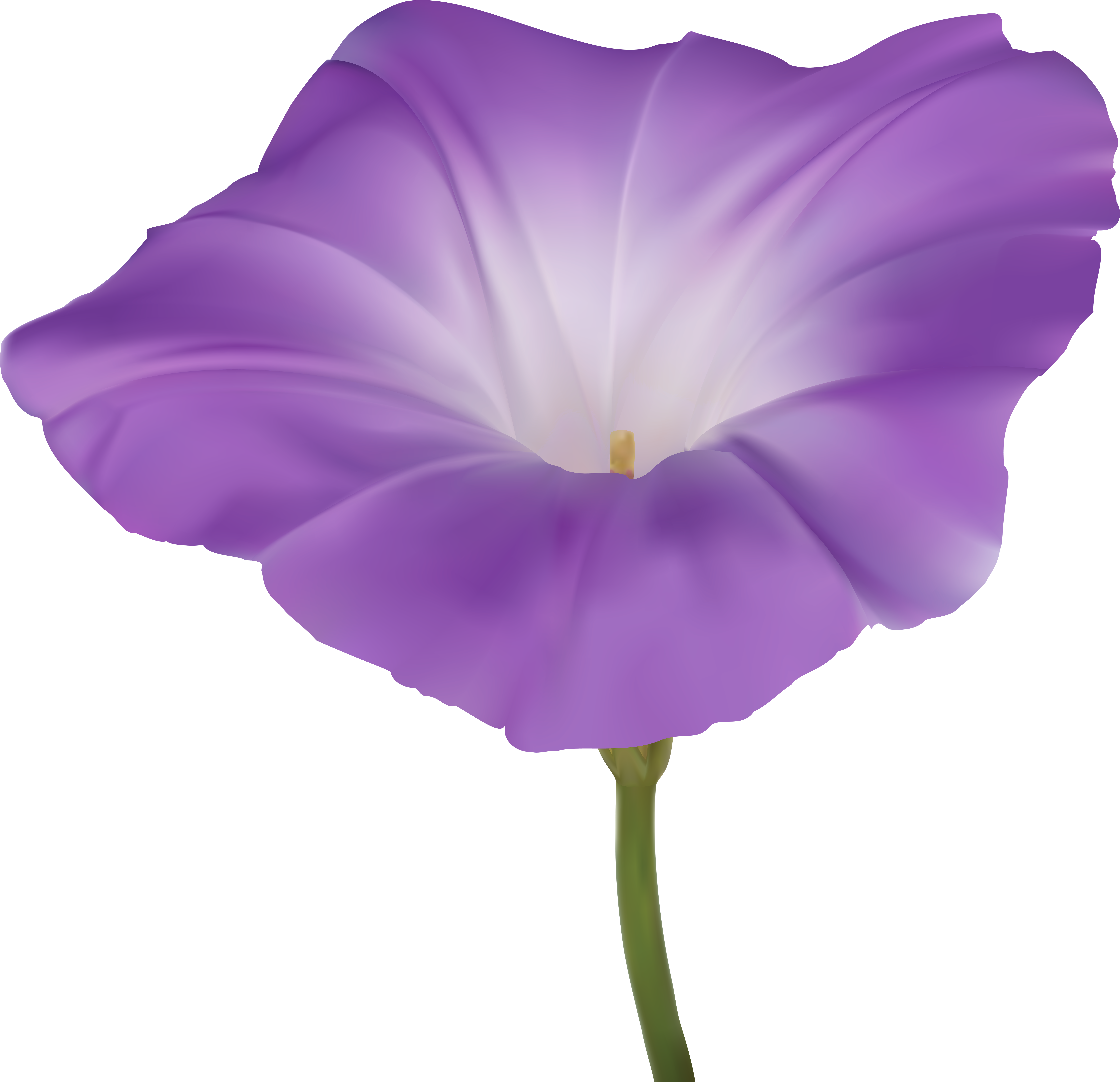 Purple Morning Glory Flower PNG