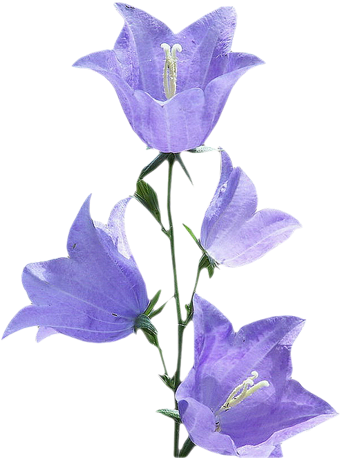 Purple Morning Glory Flowers PNG
