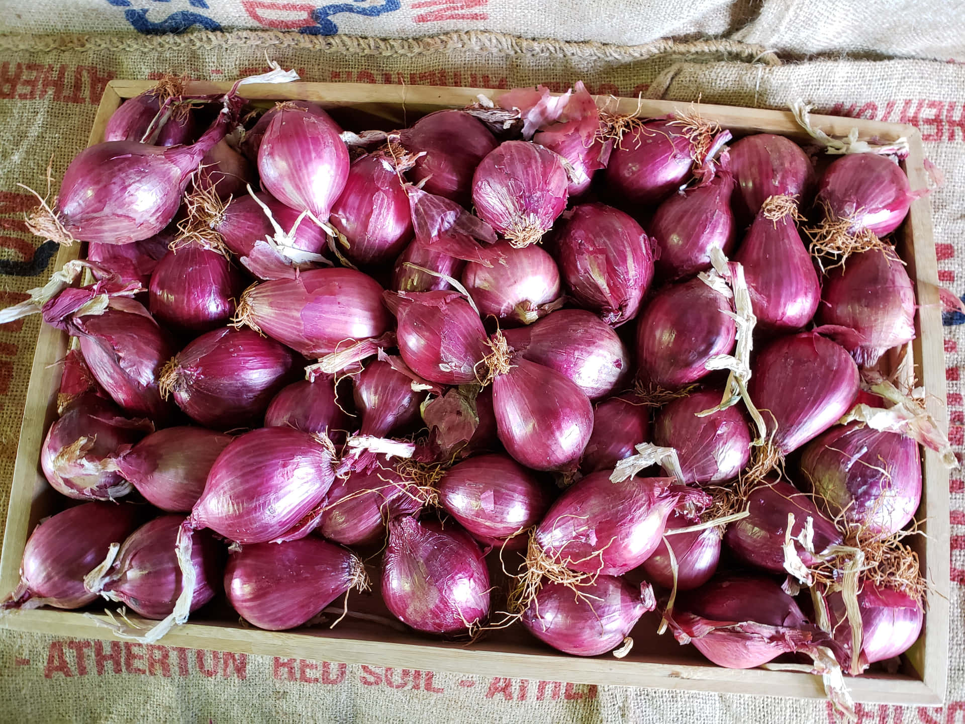 Freshly Harvested Purple Onion Wallpaper