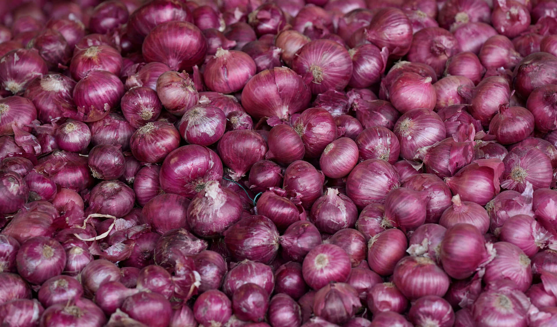 A vibrant bunch of organic purple onions ready for the kitchen!" Wallpaper