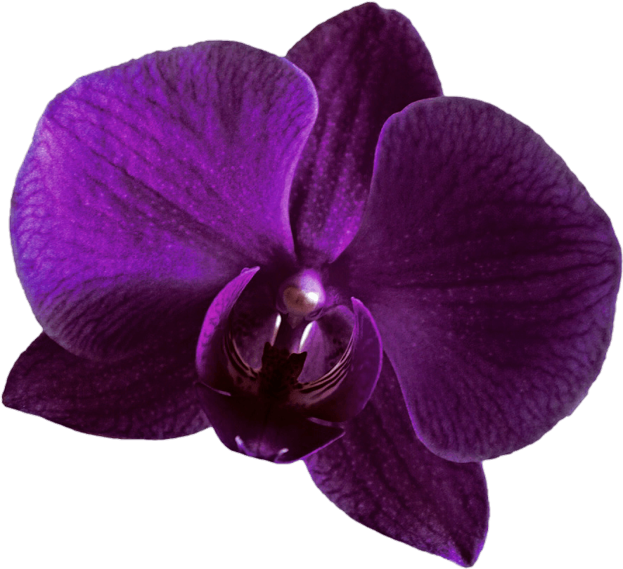 Purple Orchid Bloom PNG