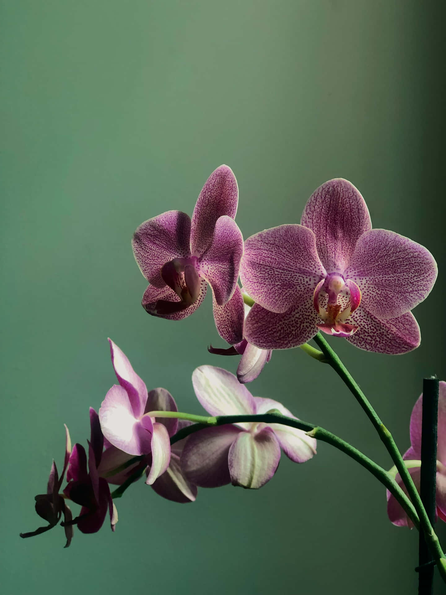 Purple Orchid Elegance Wallpaper