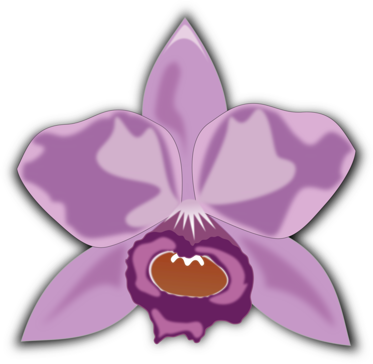 Purple Orchid Illustration PNG