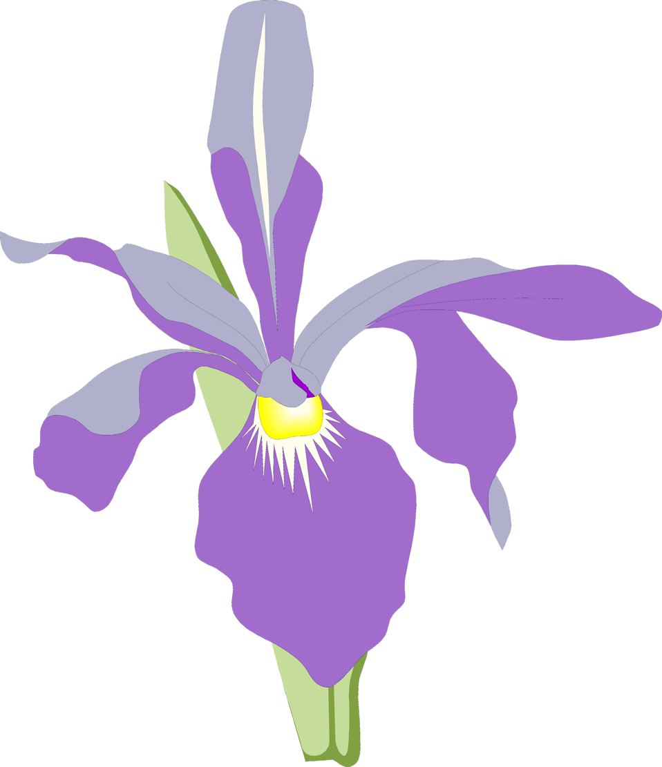 Purple Orchid Illustration PNG