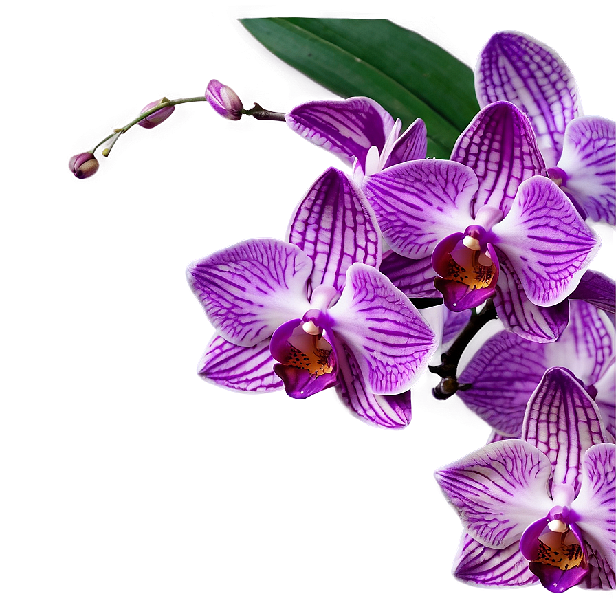 Download Purple Orchid Png 05242024 | Wallpapers.com