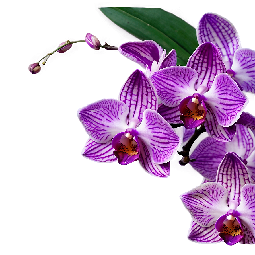 Purple Orchid Png 05242024 PNG