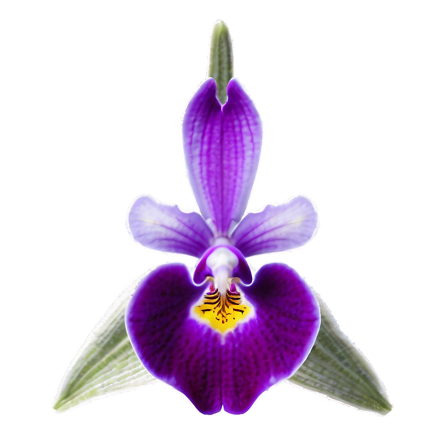 Purple Orchid Png Bvx21 PNG