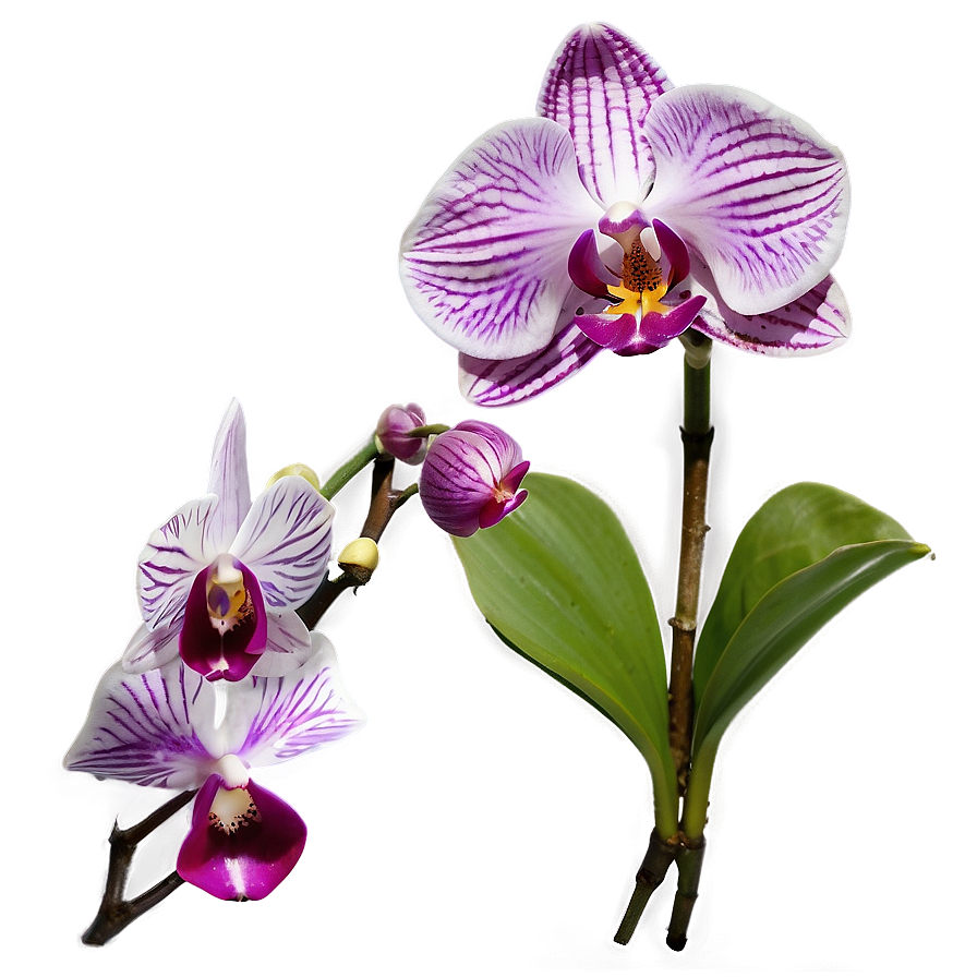 Purple Orchid Png Djc PNG