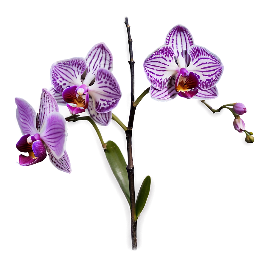 Purple Orchid Png Ysg86 PNG