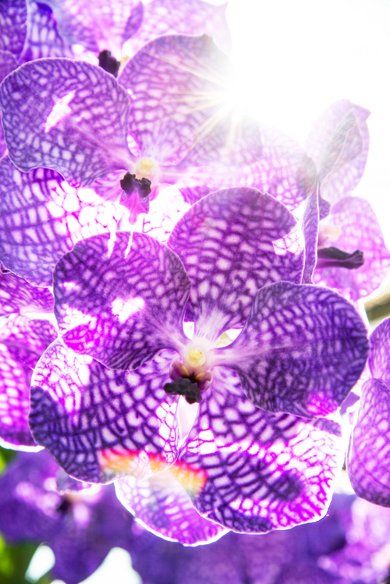 Purple Orchid With White Spots