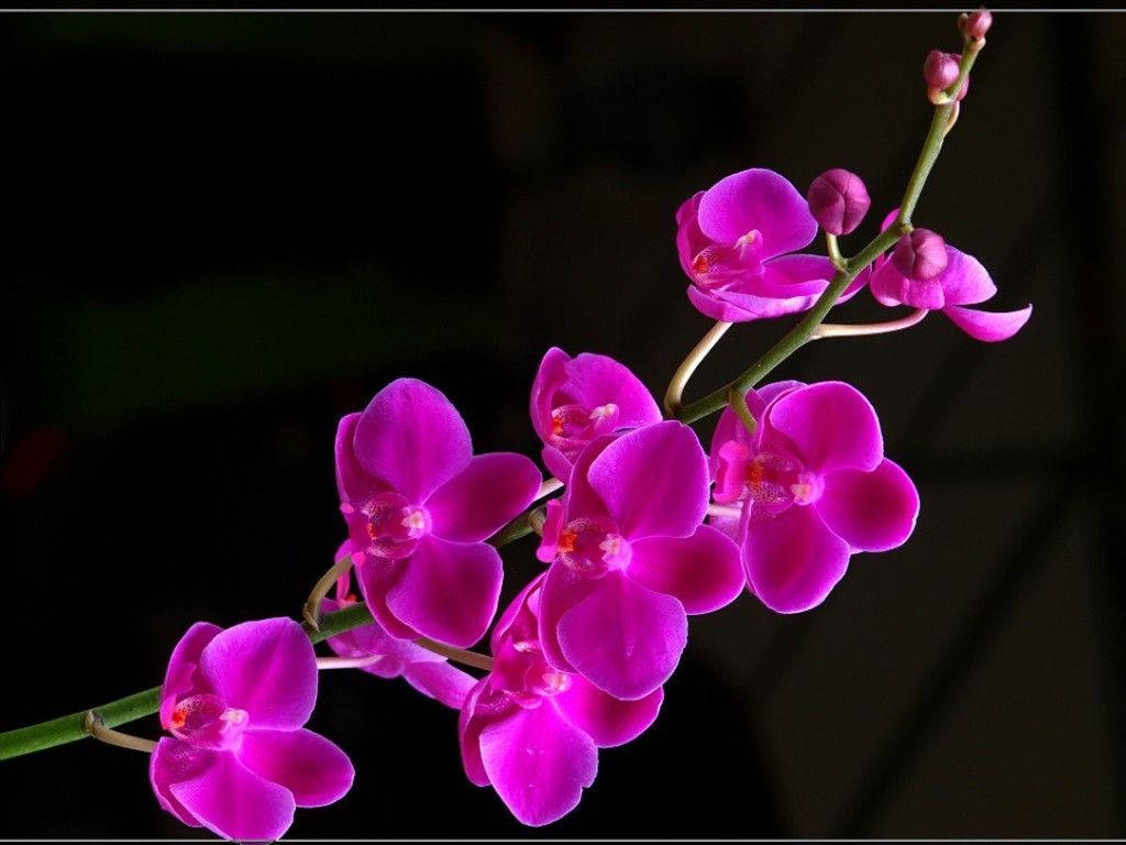 Purple Orchids Beautiful Flower Picture