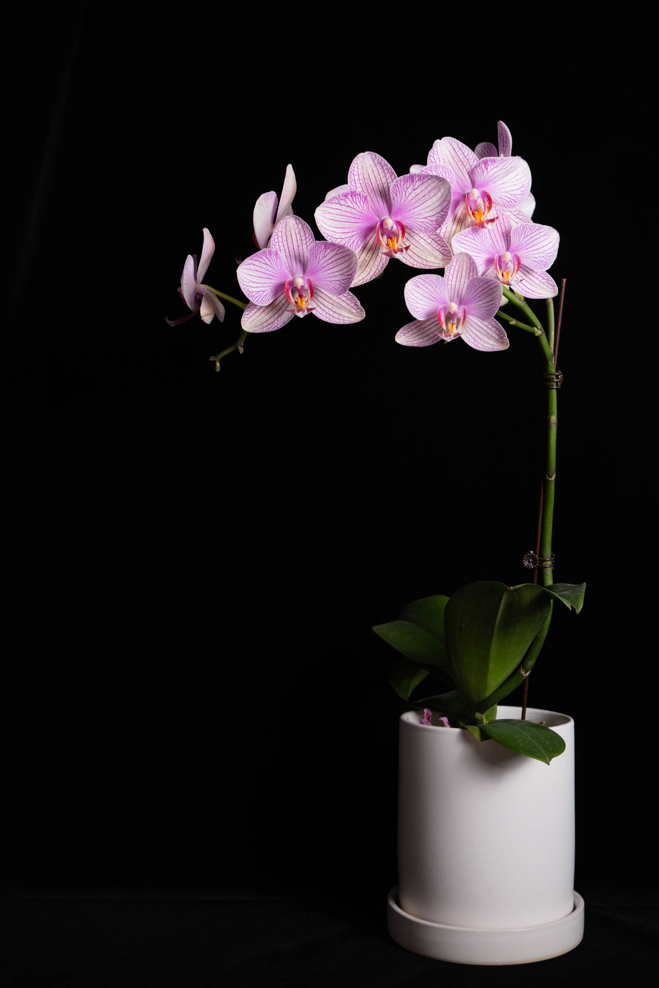 Purple Orchids In White Vase