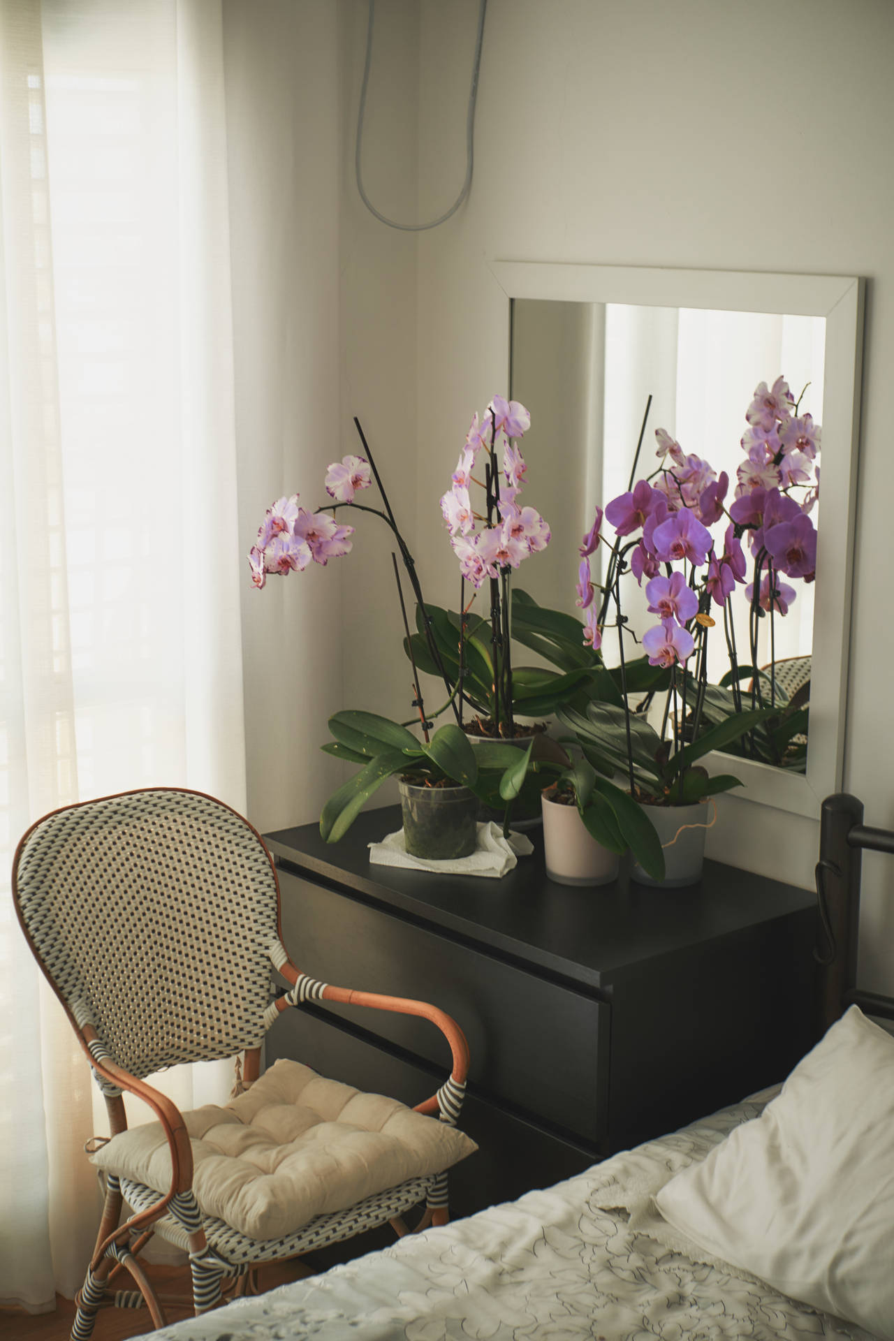 Purple Orchids On Table