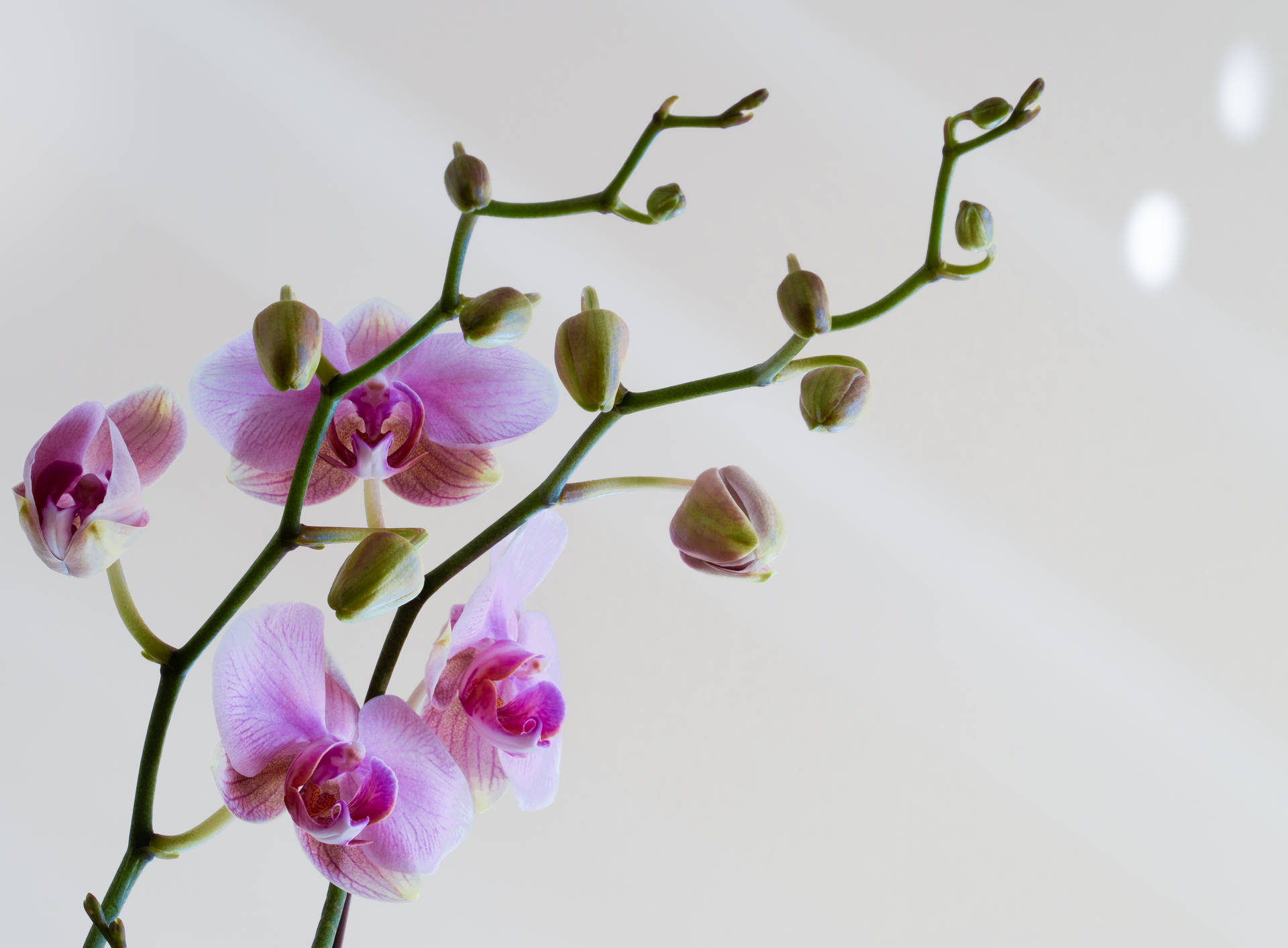 Purple Orchids With Stalk