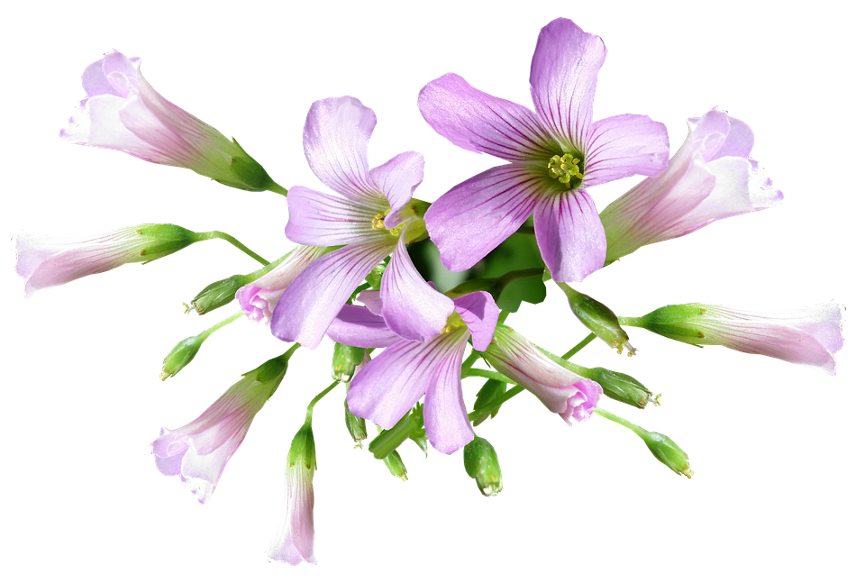 Purple Oxalis Flowers Transparent Background PNG