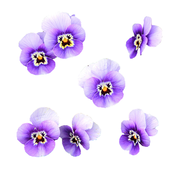 Purple_ Pansies_ Black_ Background PNG