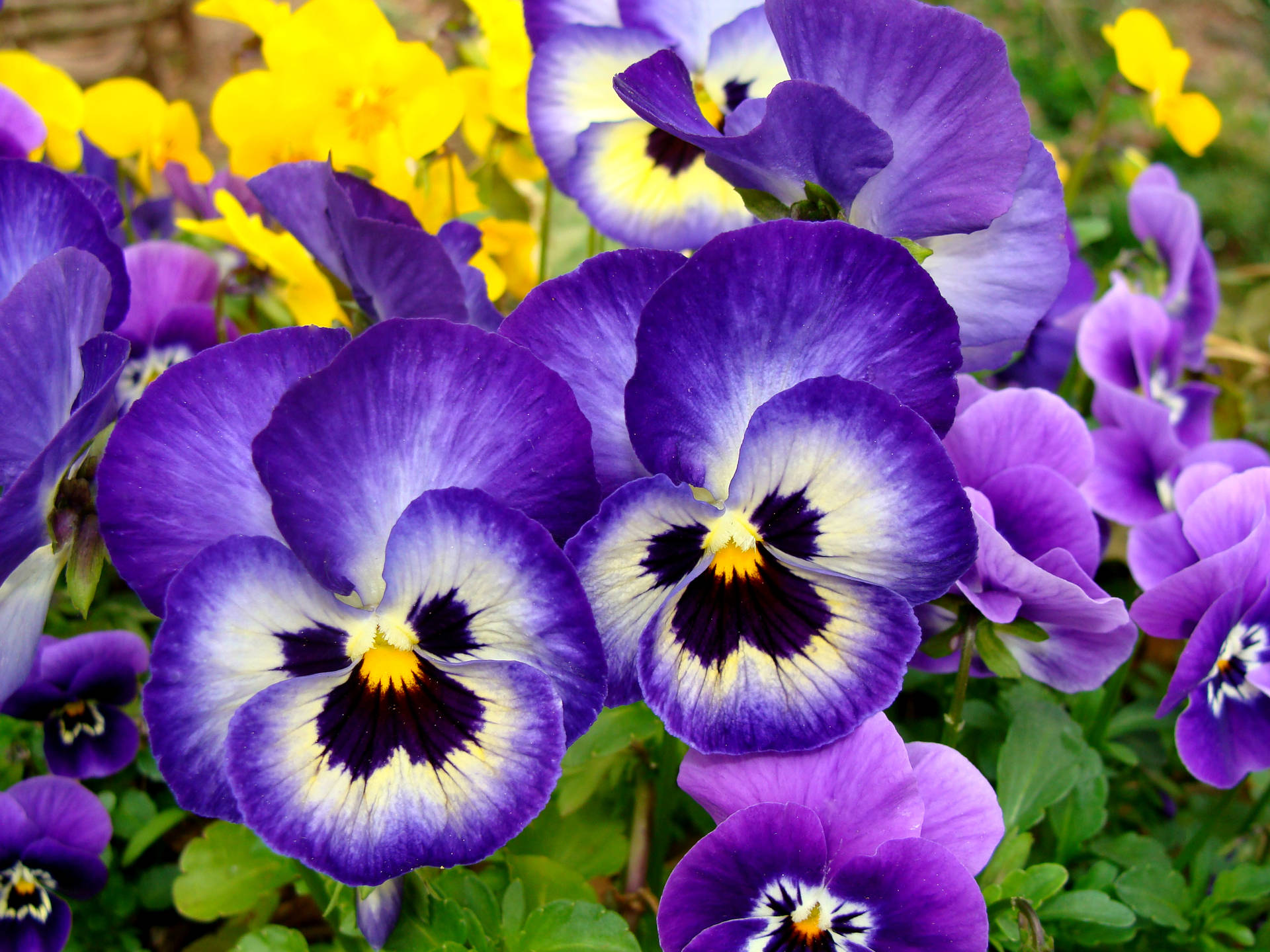 Captivating Purple Pansy Blooms in Garden Wallpaper