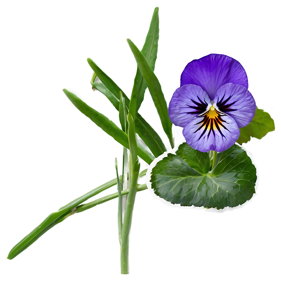 Purple Pansy Png 05242024 PNG