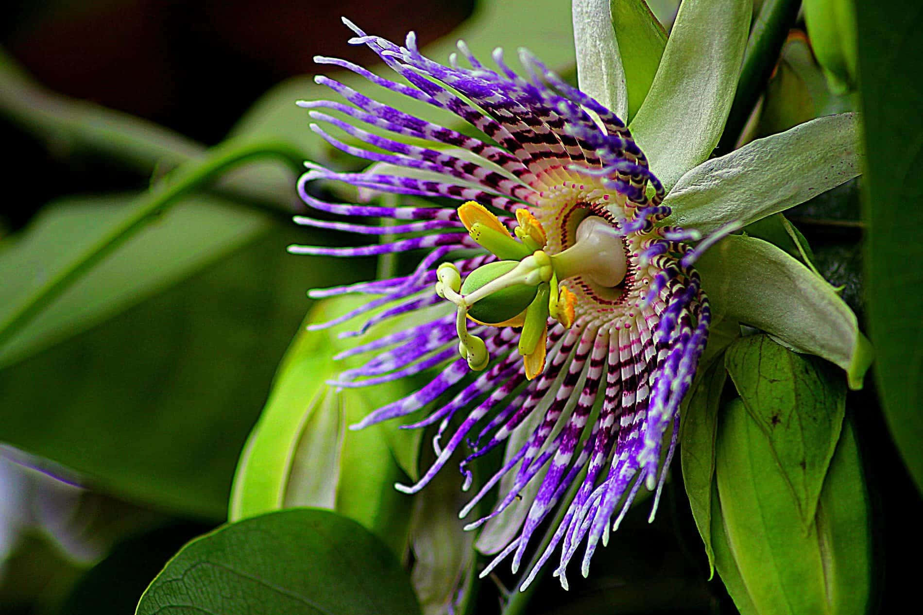 Purple Passionflower Picture