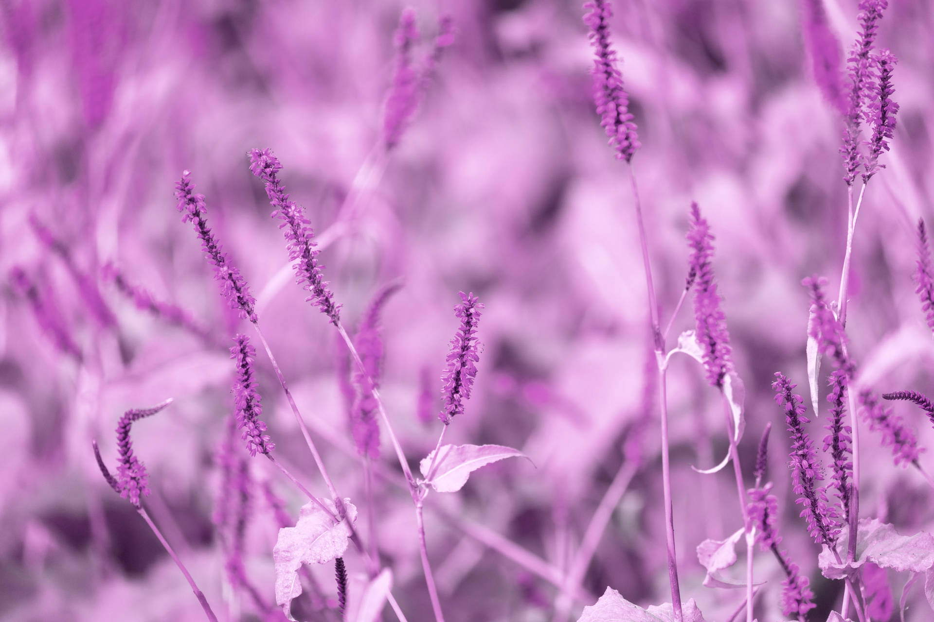 Purple Pastel Aesthetic Lavender