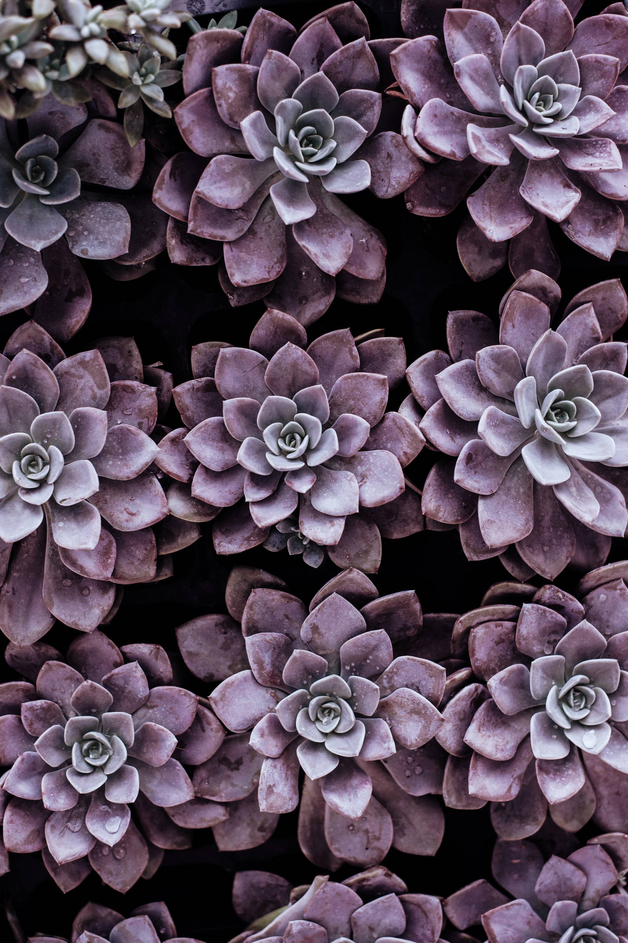 Purple Pastel Aesthetic Succulents Wallpaper