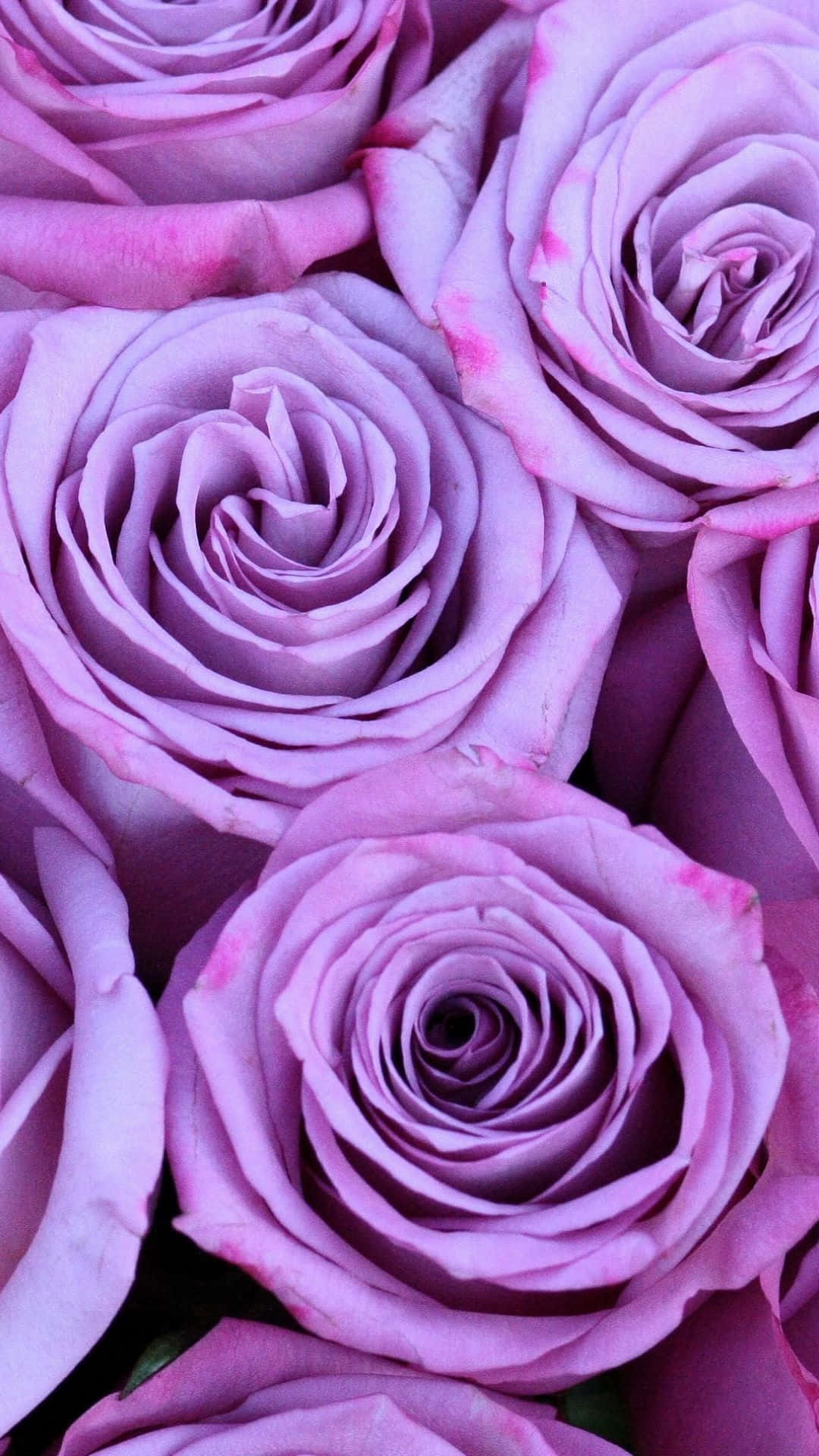 Purple Pastel iPhone Beautiful Roses Photo Wallpaper