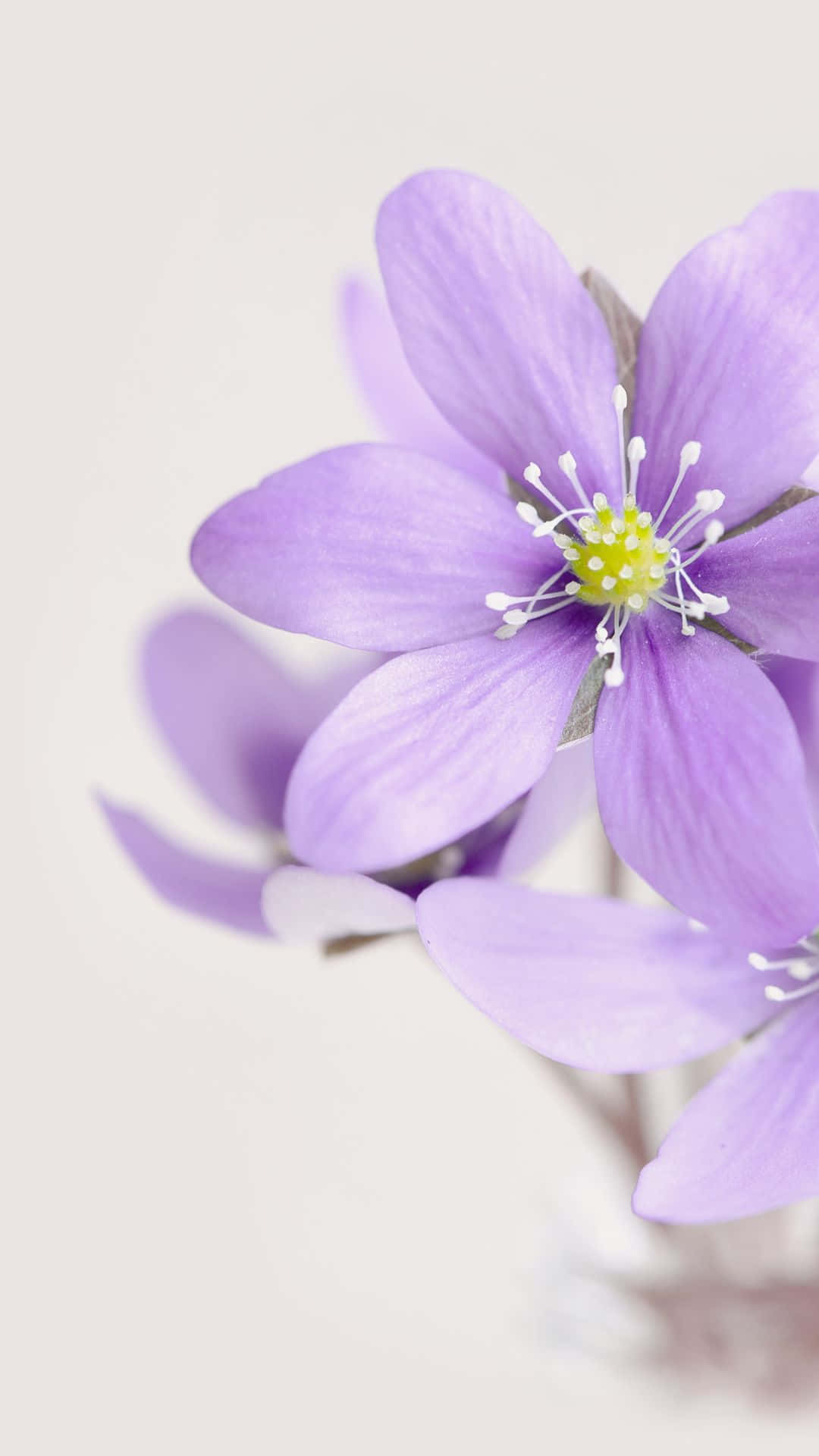 Liverwort Flower Purple Pastel iPhone Wallpaper