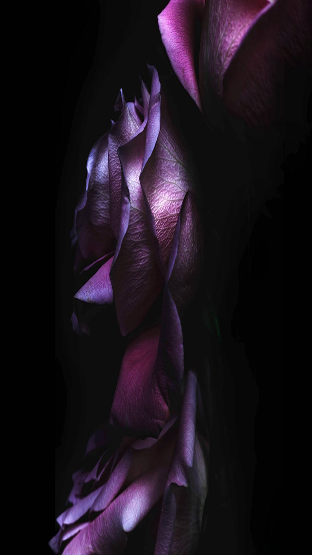 Purple Petals iOS Default Wallpaper
