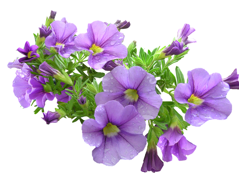 Purple Petunia Bouquet Transparent Background PNG