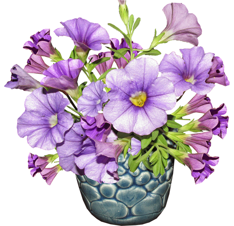 Purple Petuniasin Blue Vase PNG