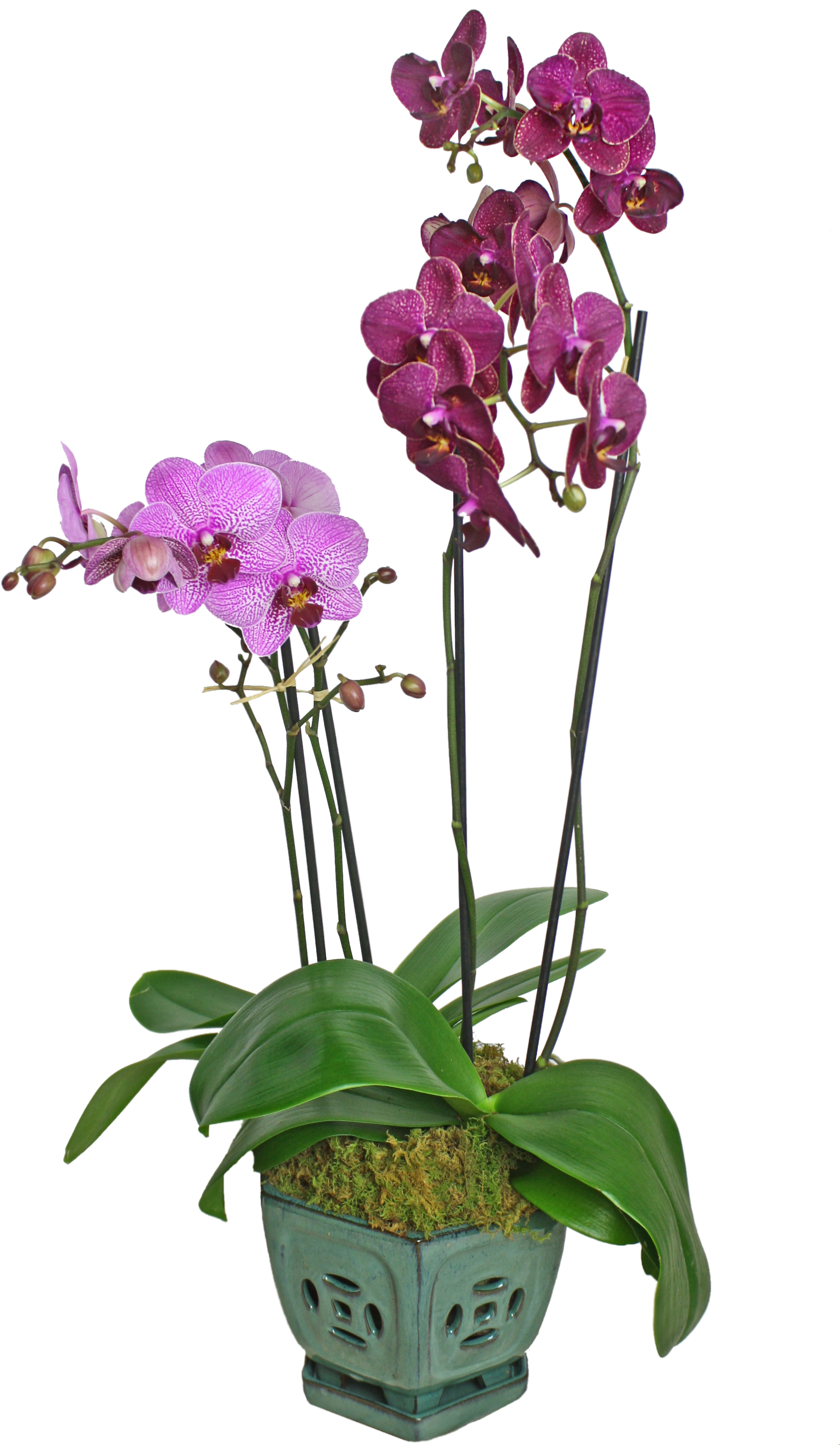 Purple Phalaenopsis Orchids PNG