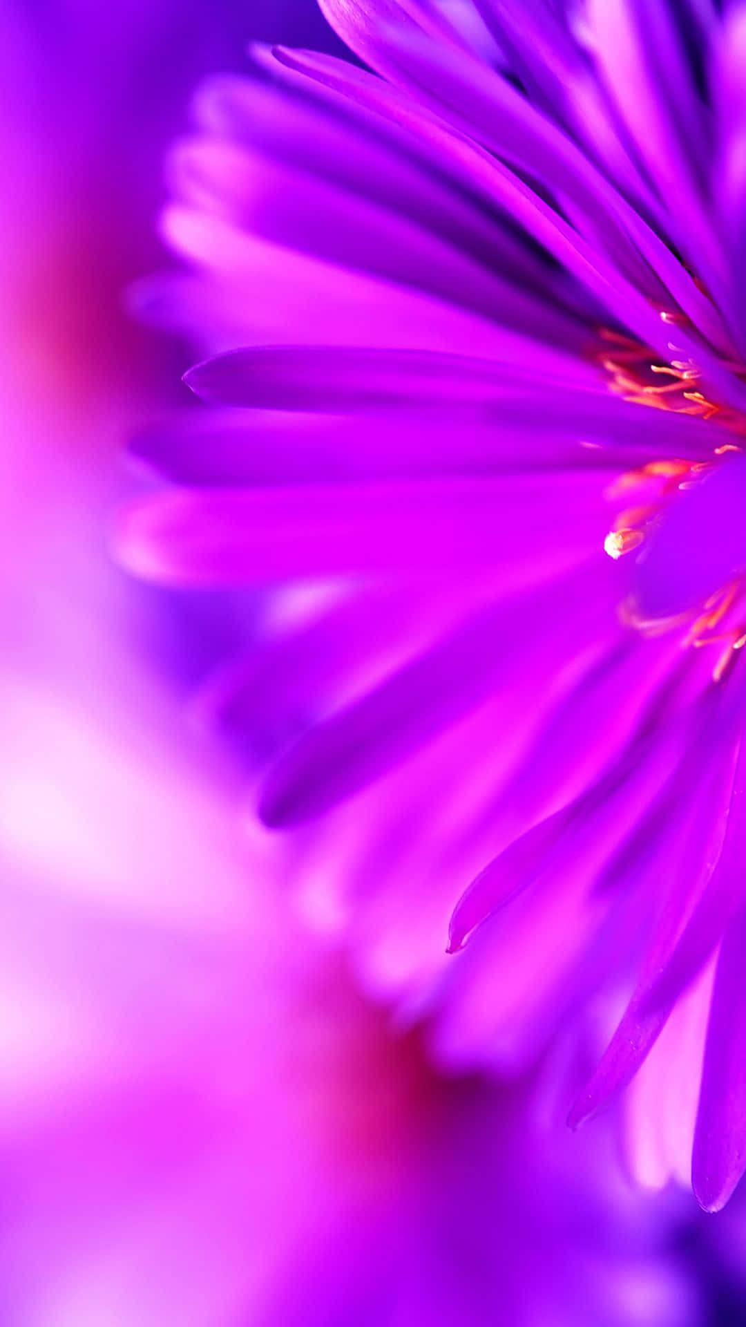 Beautiful Purple Phone Dandelion Flower Wallpaper