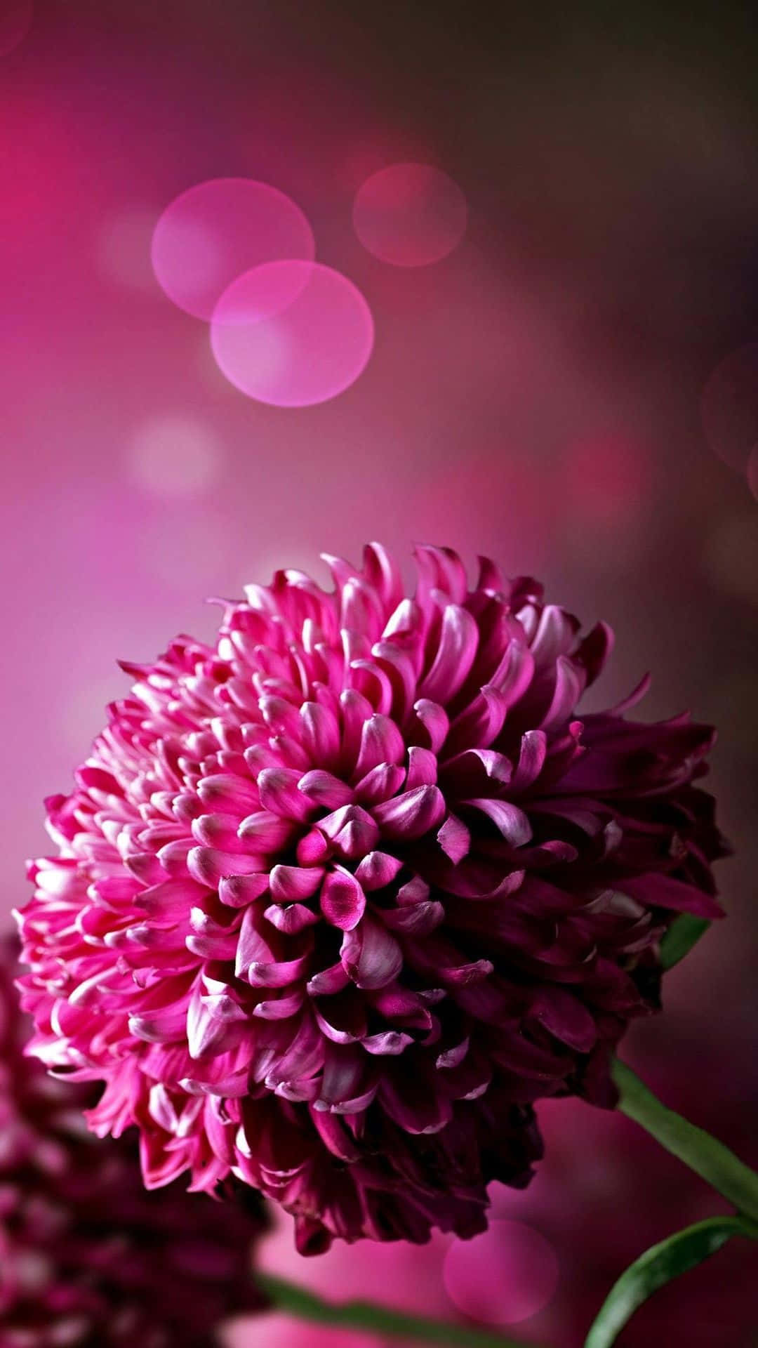 Purple Phone Chrysanthemum Bokeh Style Wallpaper