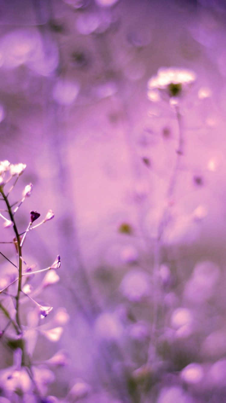 Lilla Telefon Lavendel Æstetisk Blomster Tapet Wallpaper