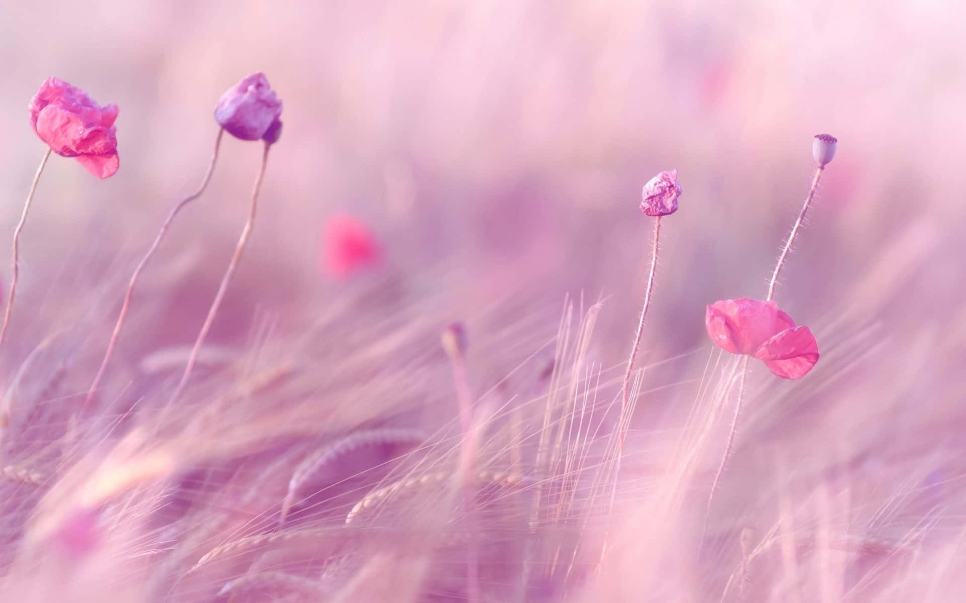 Blurred Shades Of Pink and Purple