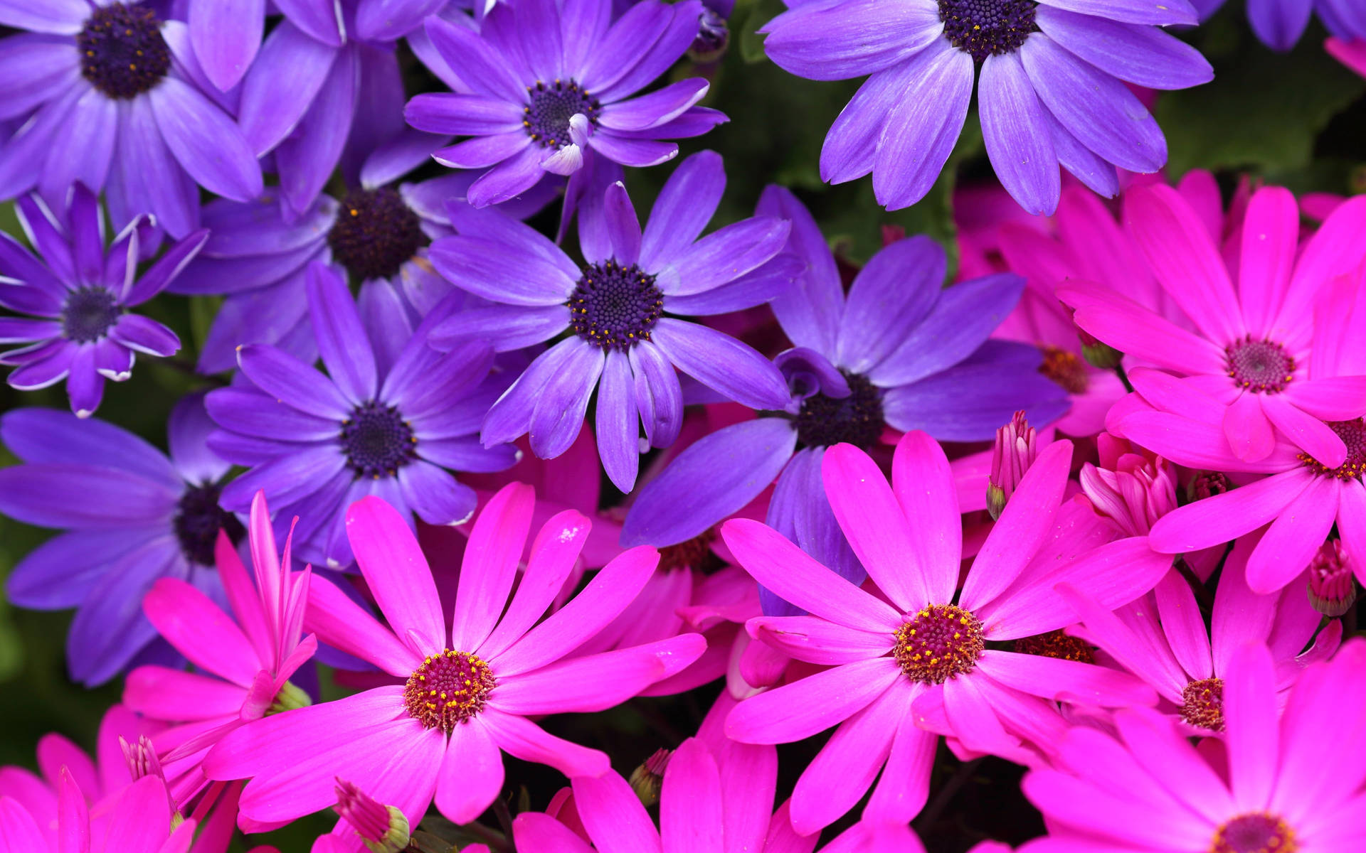 Purple Pink Beautiful Flower Picture
