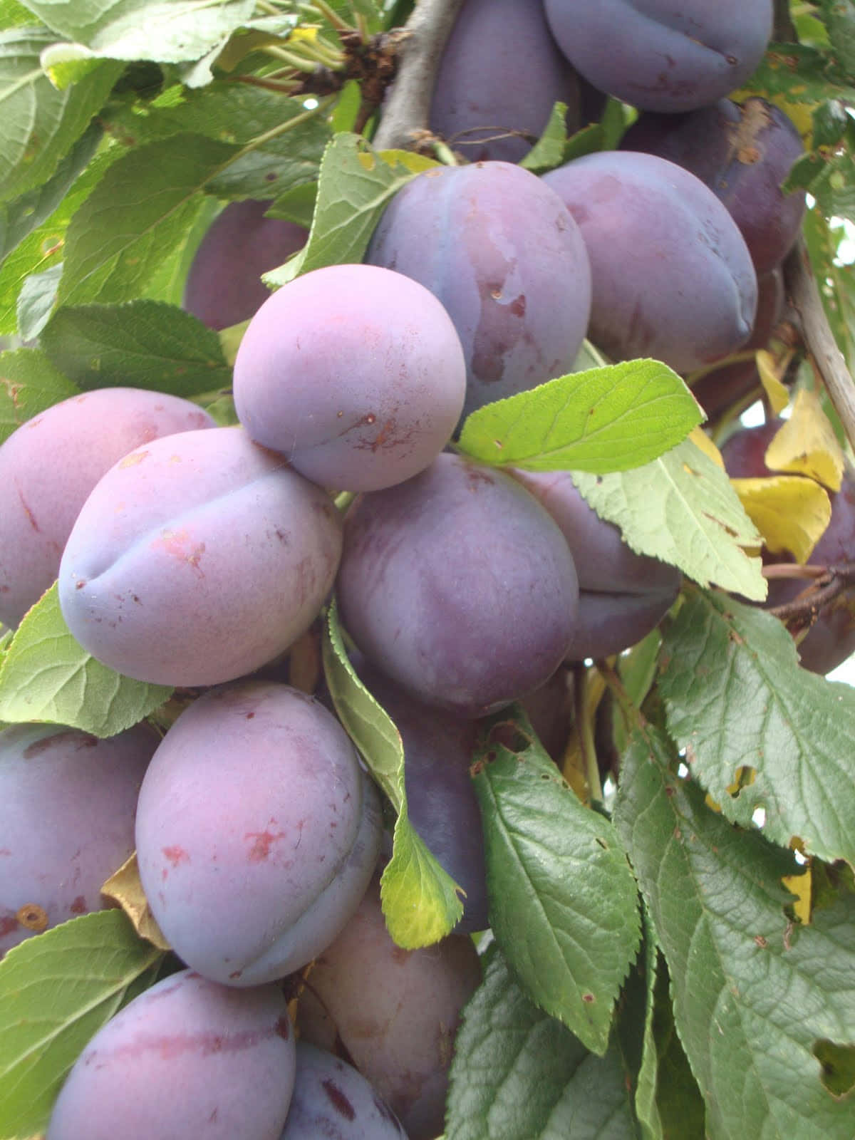 Fresh, sweet purple plums Wallpaper