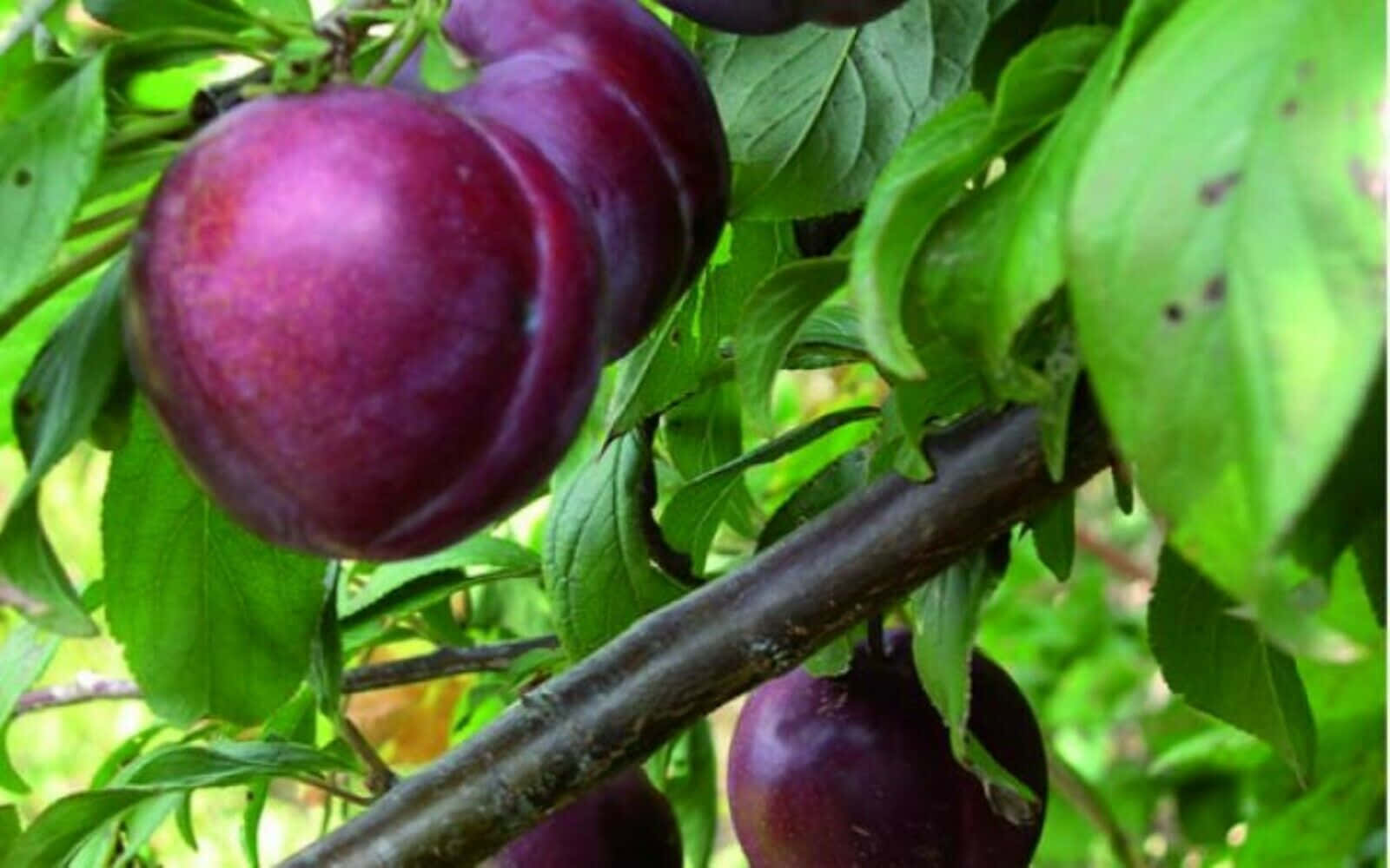 "A perfect summer snack - tasty purple plums!" Wallpaper