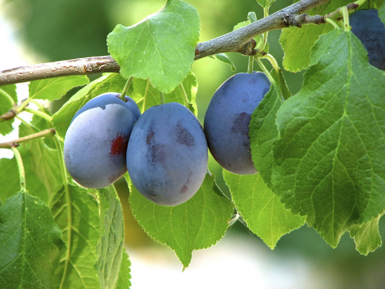 Fresh purple plums for a healthy snack. Wallpaper