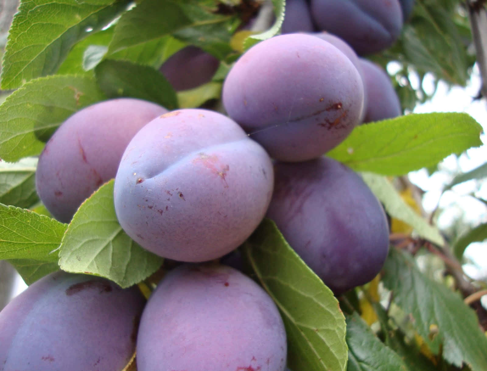 Bite into sweet, juicy purple plums Wallpaper