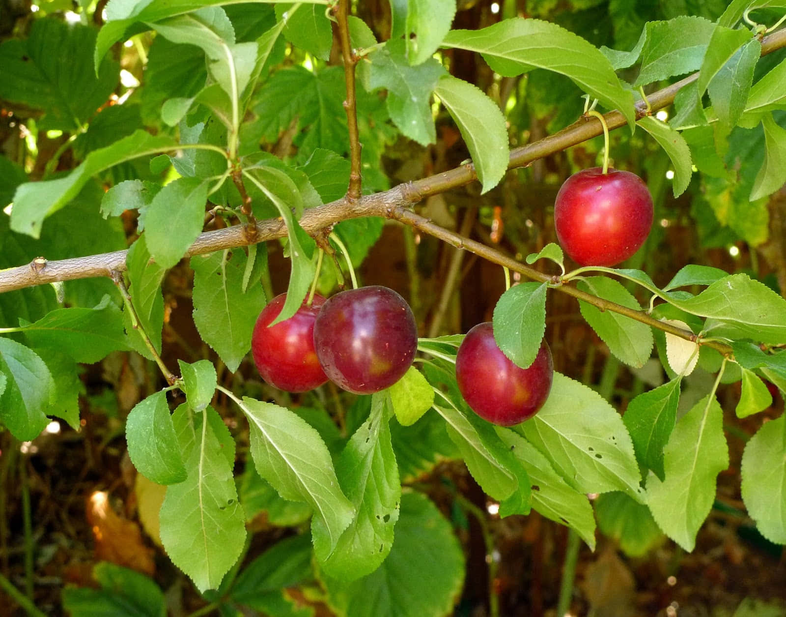 The Juicy, Sweetness of Purple Plums Wallpaper