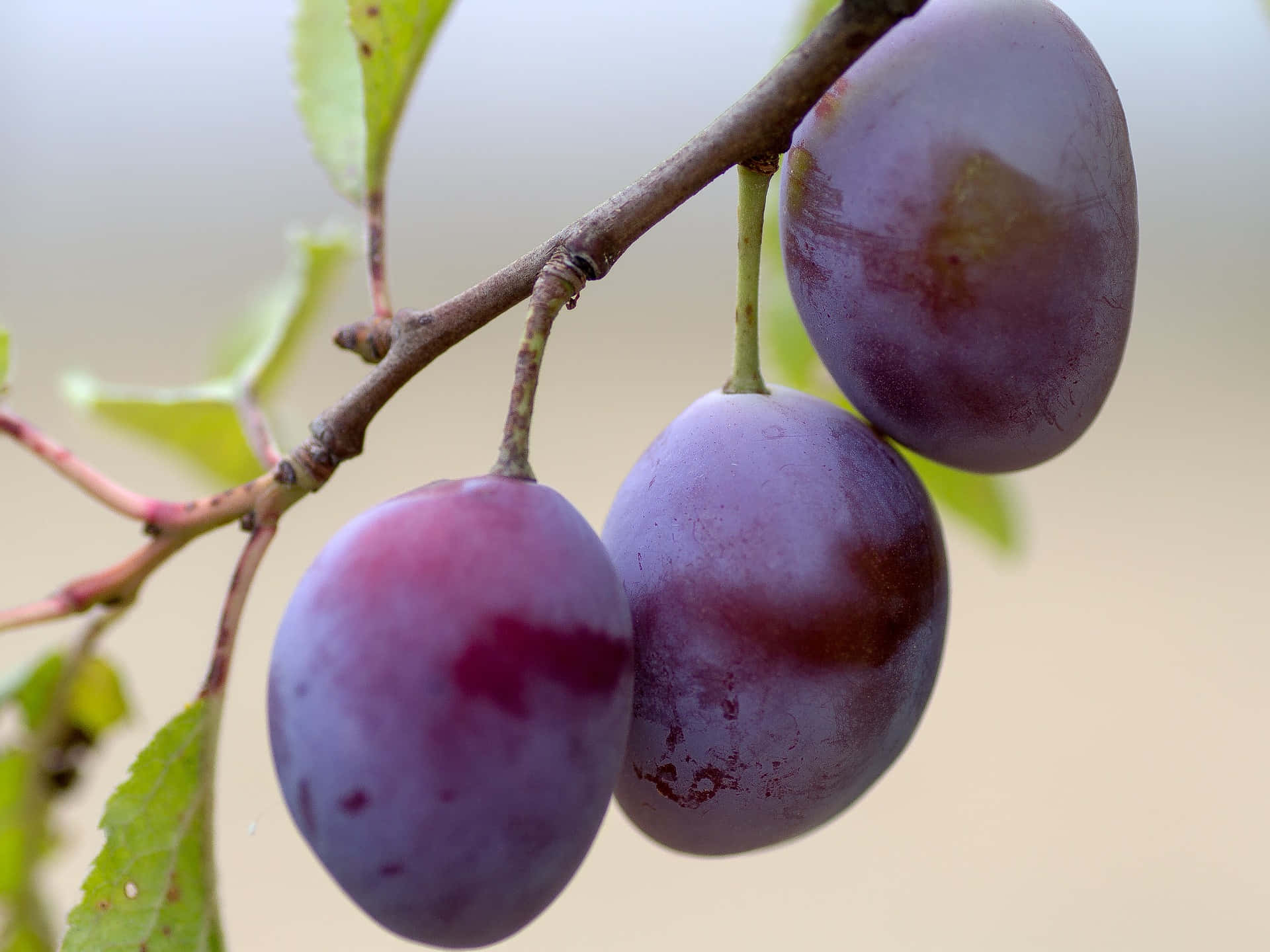 Delicious and Vitamin-filled Purple Plums" Wallpaper