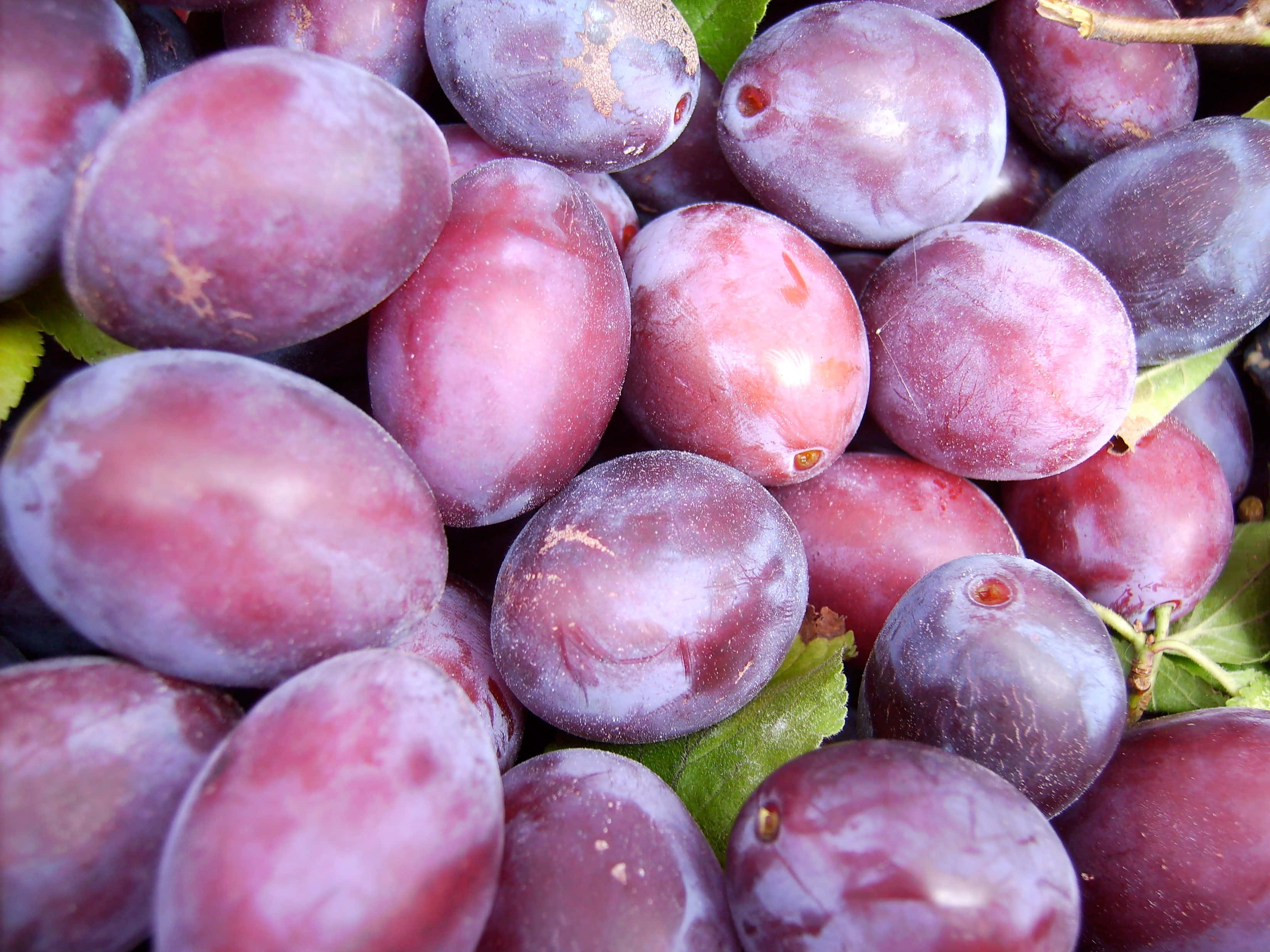 Freshly-picked purple plums, ready to be enjoyed. Wallpaper
