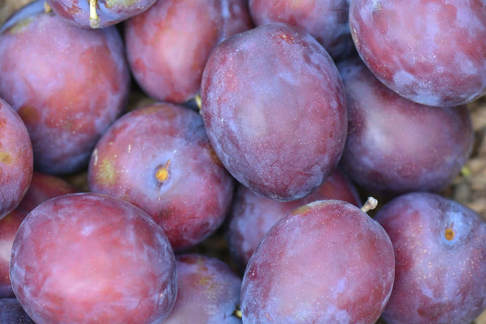 Delicious Purple Plums Are Perfect For Snacking Wallpaper