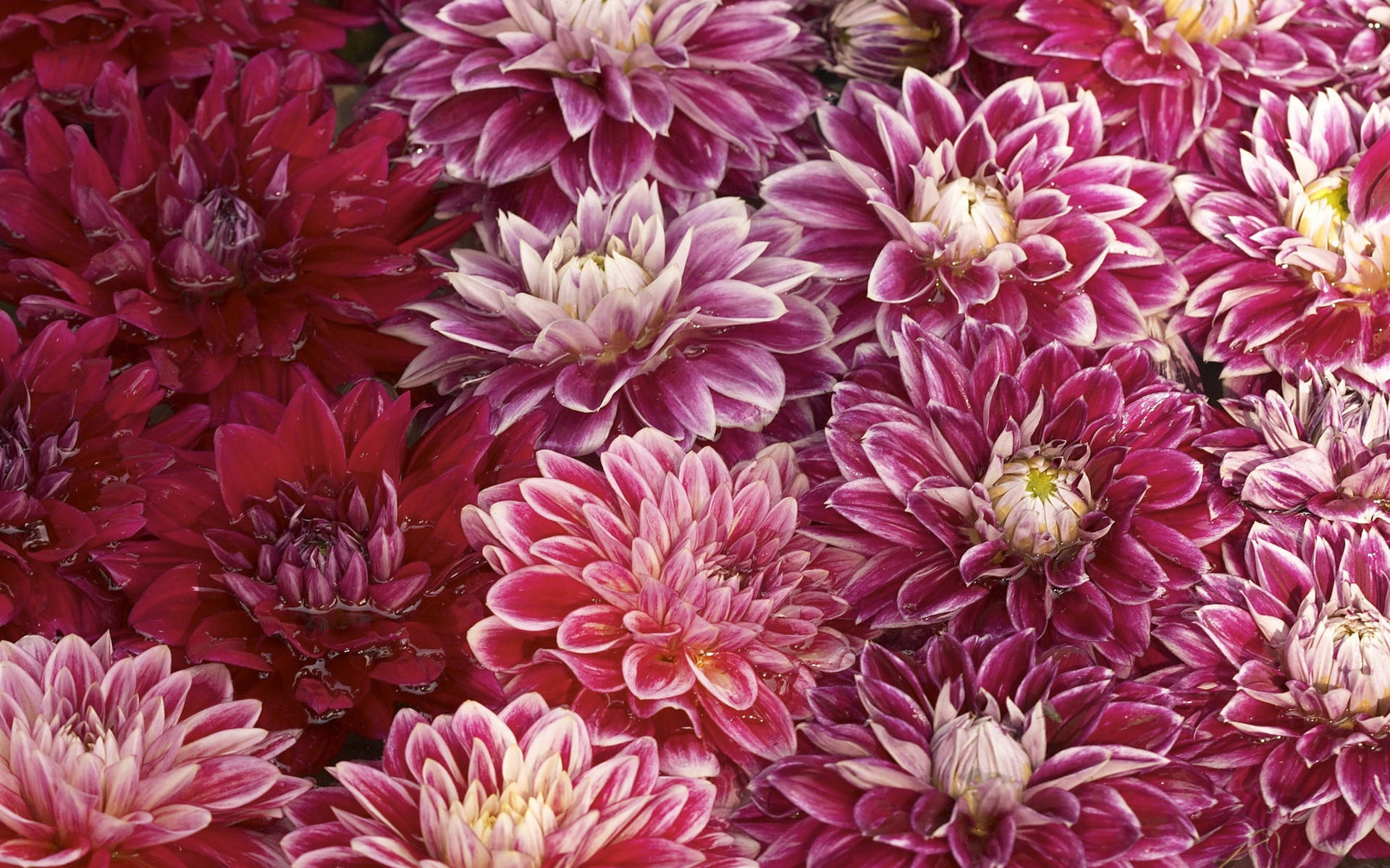 Lilla Røde Chrysanthemum Knopper skaber en smuk og farverig baggrund Wallpaper