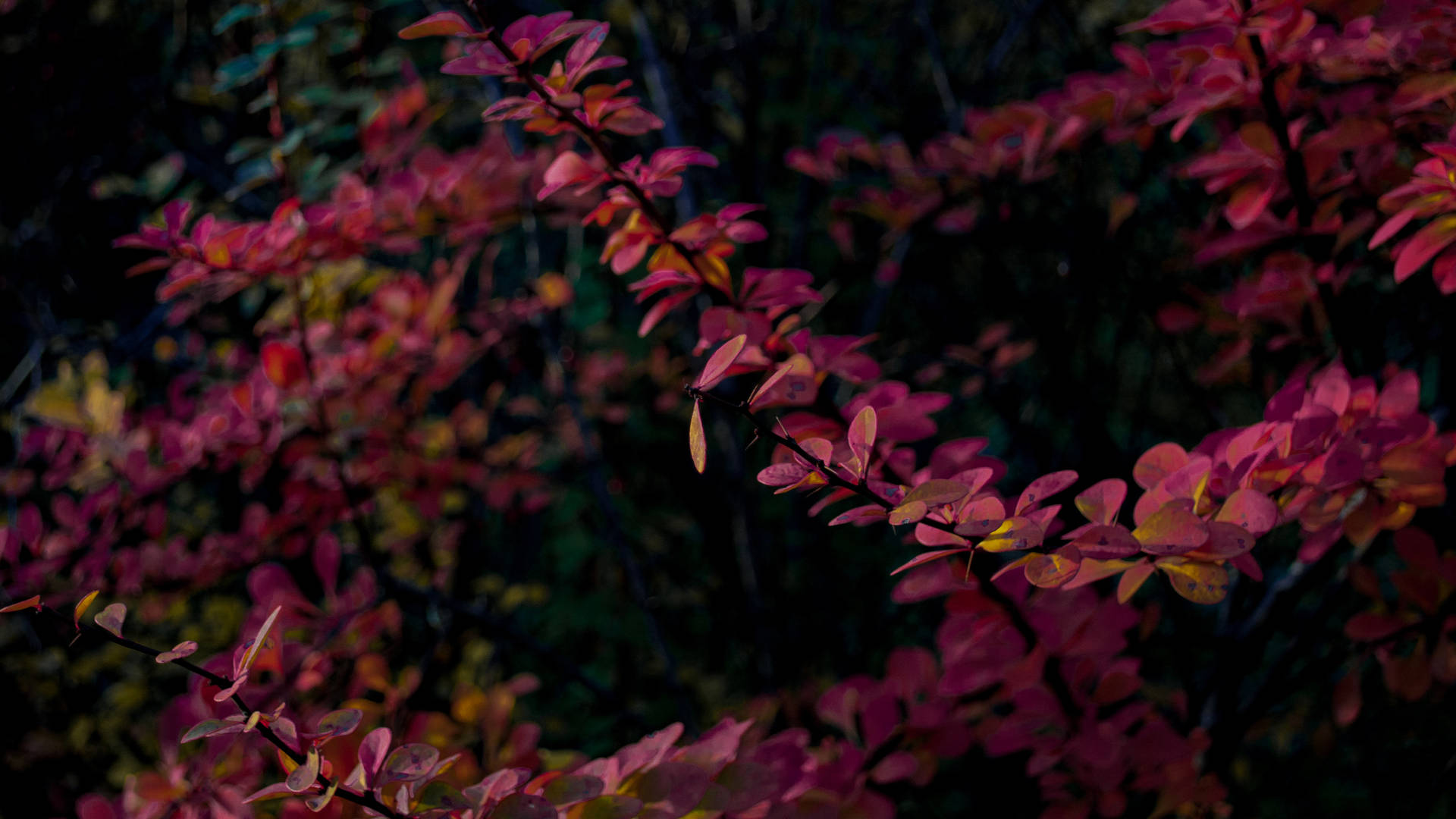 Purple Red Leaves Mac 4k Wallpaper