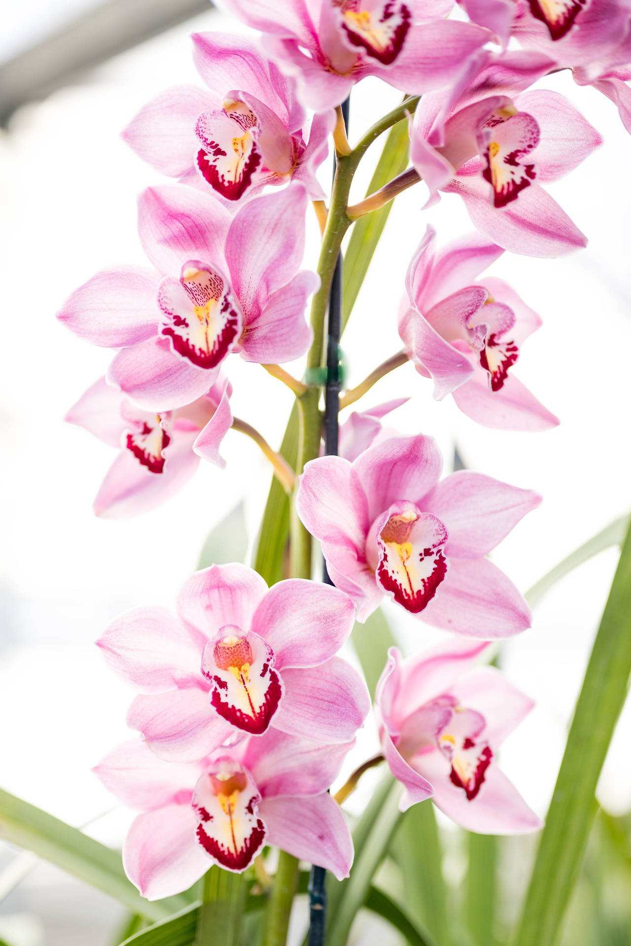 Purple Red Orchids