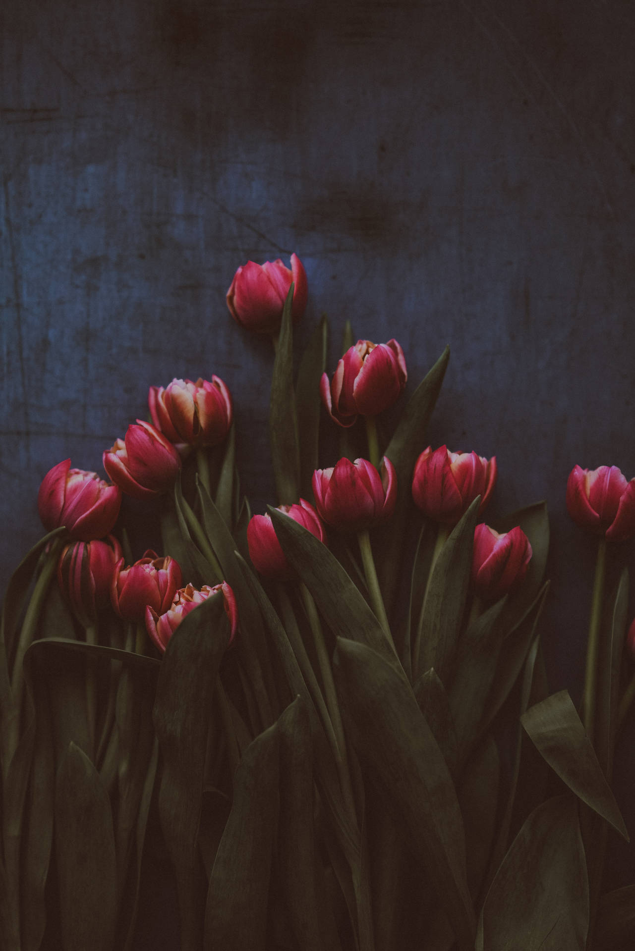 Purple Red Tulips In Darkness Wallpaper