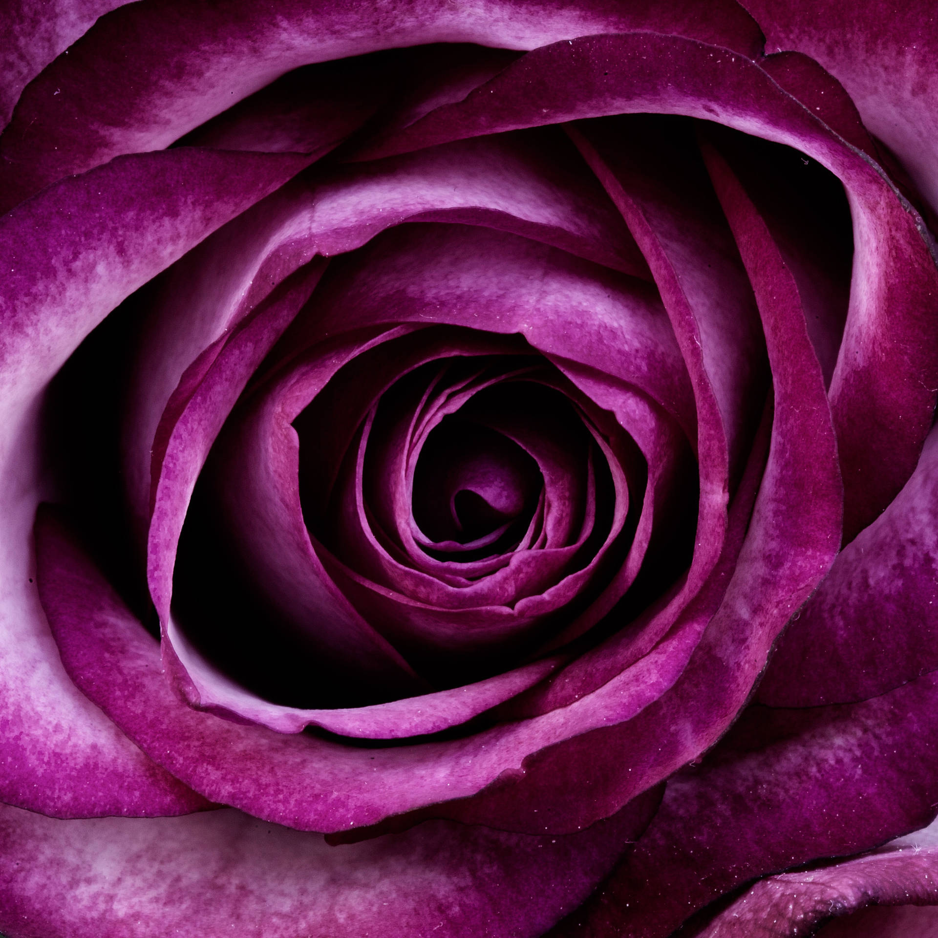 Purple Rose Æstetisk Wallpaper